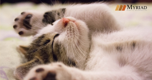 gato durmiendo