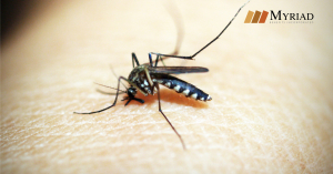 mosquito