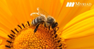 abeja