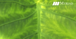 acercamiento de la hoja de una planta