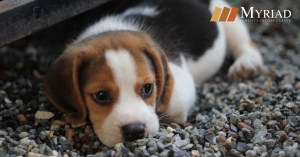 Perro, cachorro