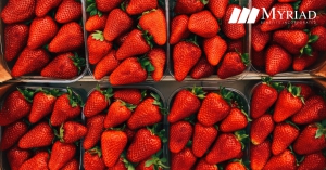 fresas
