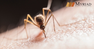 Mosquito