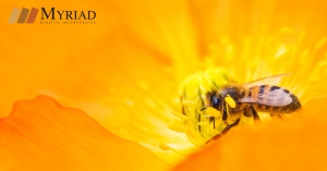 abeja