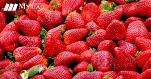 fresas
