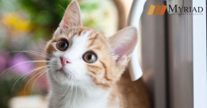 Gato