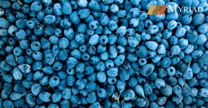 blueberries